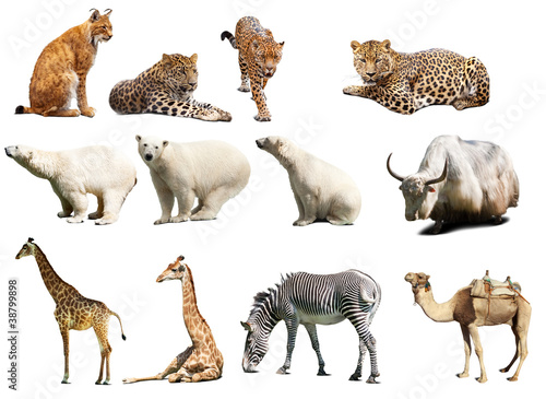 Photo: Set of animals. Isolated over white Set of animals. Isolated over white
