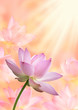 蓮の花