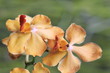 Guadeloupe - Jardin Botanique