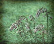 grunge bluebells