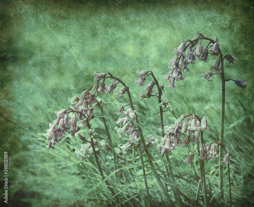 Photo: grunge bluebells grunge bluebells
