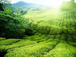 Tea plantation Cameron highlands, Malaysia