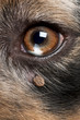 Close-up of Tick attached next to an Australian Shepherd's eye
