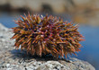 Sea-urchin 11