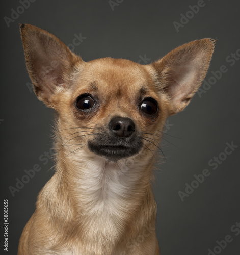 Photo: Chihuahua, 1 year old, in front of white background Chihuahua, 1 year old, in front of white background