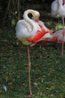 Foto: Guadeloupe - Jardin Botanique Guadeloupe - Jardin Botanique