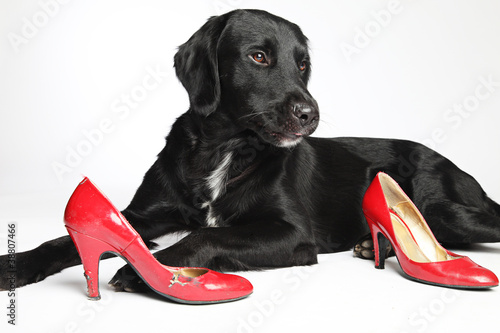 Photo: schwarzer Hund mit roten Schuhen schwarzer Hund mit roten Schuhen