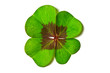 clover