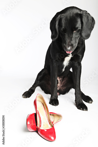 Photo: Labrador mit roten Pumps Labrador mit roten Pumps