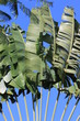 Guadeloupe - Jardin Botanique