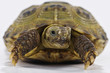 tortoise