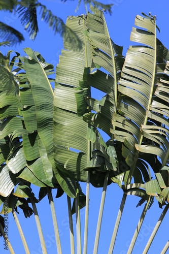 Foto: Guadeloupe - Jardin Botanique Guadeloupe - Jardin Botanique