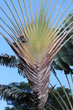 Guadeloupe - Jardin Botanique