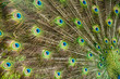 peacock background