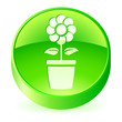 Blume
