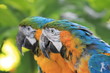 Foto: Guadeloupe - Jardin Botanique Guadeloupe - Jardin Botanique