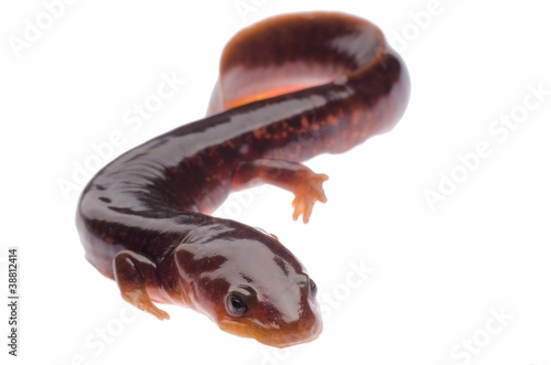 Photo: Chinese tsitou salamander newt Chinese tsitou salamander newt