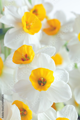 Photo: narcissus flowers narcissus flowers