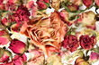 Big dry orange rose