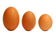 Eier