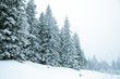 Winter forest