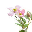 pale pink clematis; buds and leaves isolated on white; pale pink clematis; buds and leaves isolated on white;