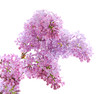 lilac branch isolated on white background lilac branch isolated on white background