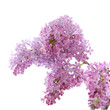 lilac branch isolated on white background lilac branch isolated on white background
