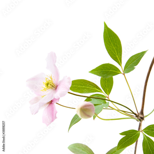 Photo: pale pink clematis; buds and leaves isolated on white pale pink clematis; buds and leaves isolated on white