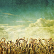 old wheat field photo