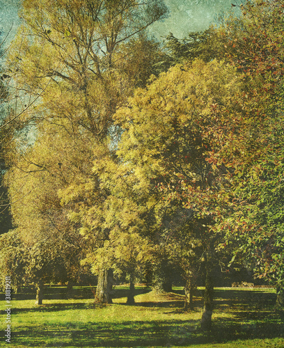 Photo: retro forest print retro forest print