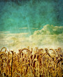 retro wheat field