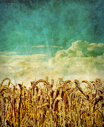 Photo: retro wheat field retro wheat field