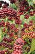 Kaffee Pflanze Vietnam Asien