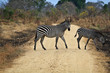 Zebra