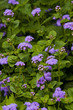 Blue Ageratum flowers Blue Ageratum flowers