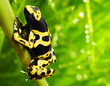 The poison dart frog Dendrobates leucomelas.