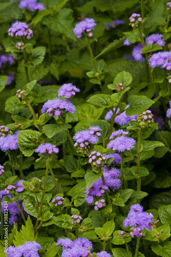 Foto: Blue Ageratum flowers Blue Ageratum flowers