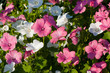 Foto: Pink Lavatera flower Pink Lavatera flower