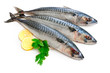 Mackerel Fish