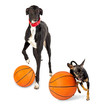 Greyhound dog and toy dog  with a basketballs