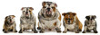 dirty dogs