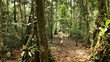 Indio im Regenwald