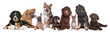 large group of puppies