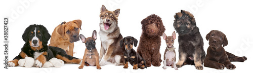 Photo: large group of puppies large group of puppies