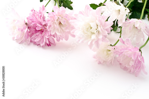 写真: 薄紫色の菊の花点 薄紫色の菊の花
