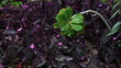 Video: Stock Video Footage closeup of green and purple leaves shot in Israel at 4k with Red. Stock Video Footage closeup of green and purple leaves shot in Israel at 4k with Red.