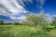 Olive Tree Field