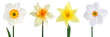 Various head narcissus