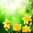Yellow flowers in the meadow.